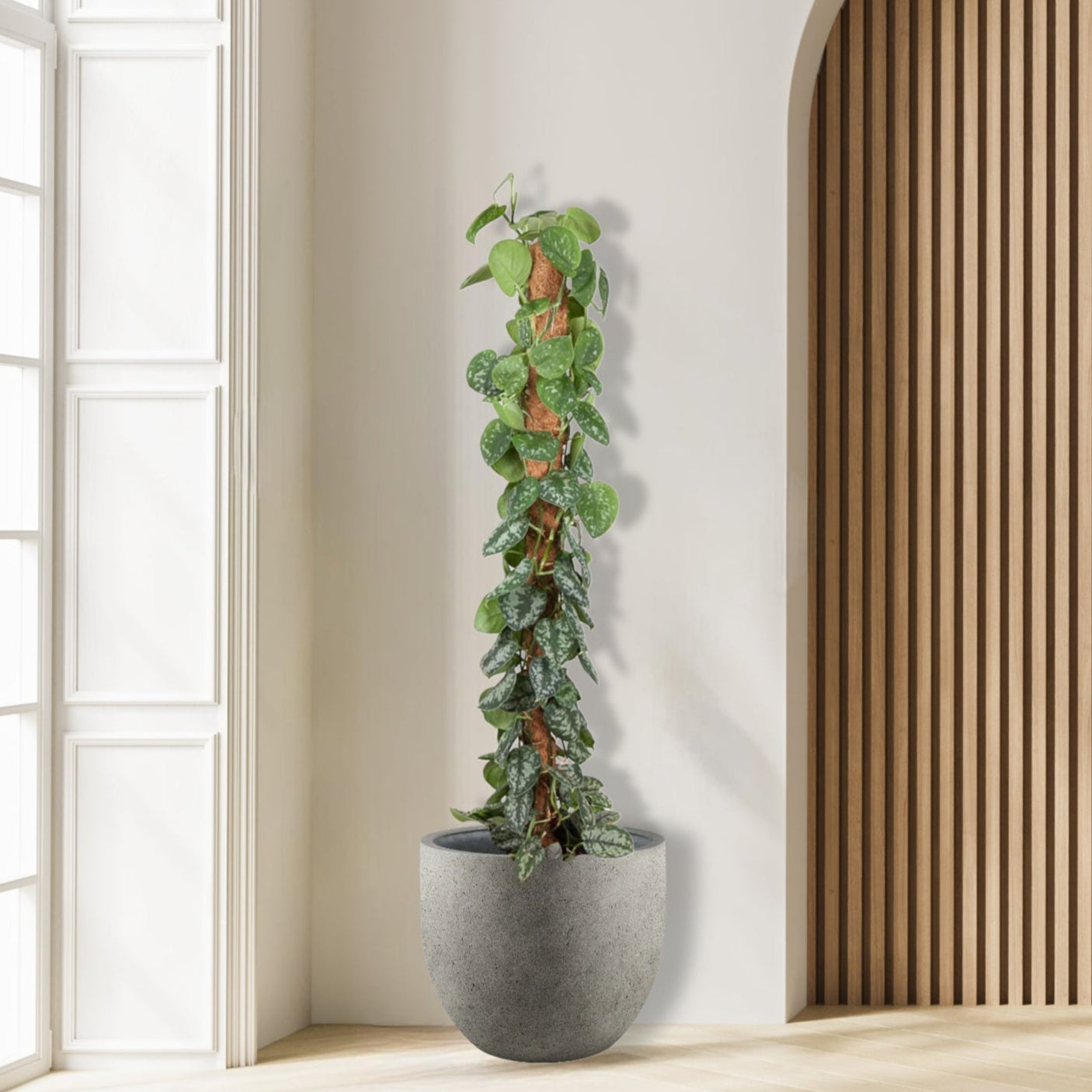 Epipremnum_PictusTrebie_Mosstok_klimplant