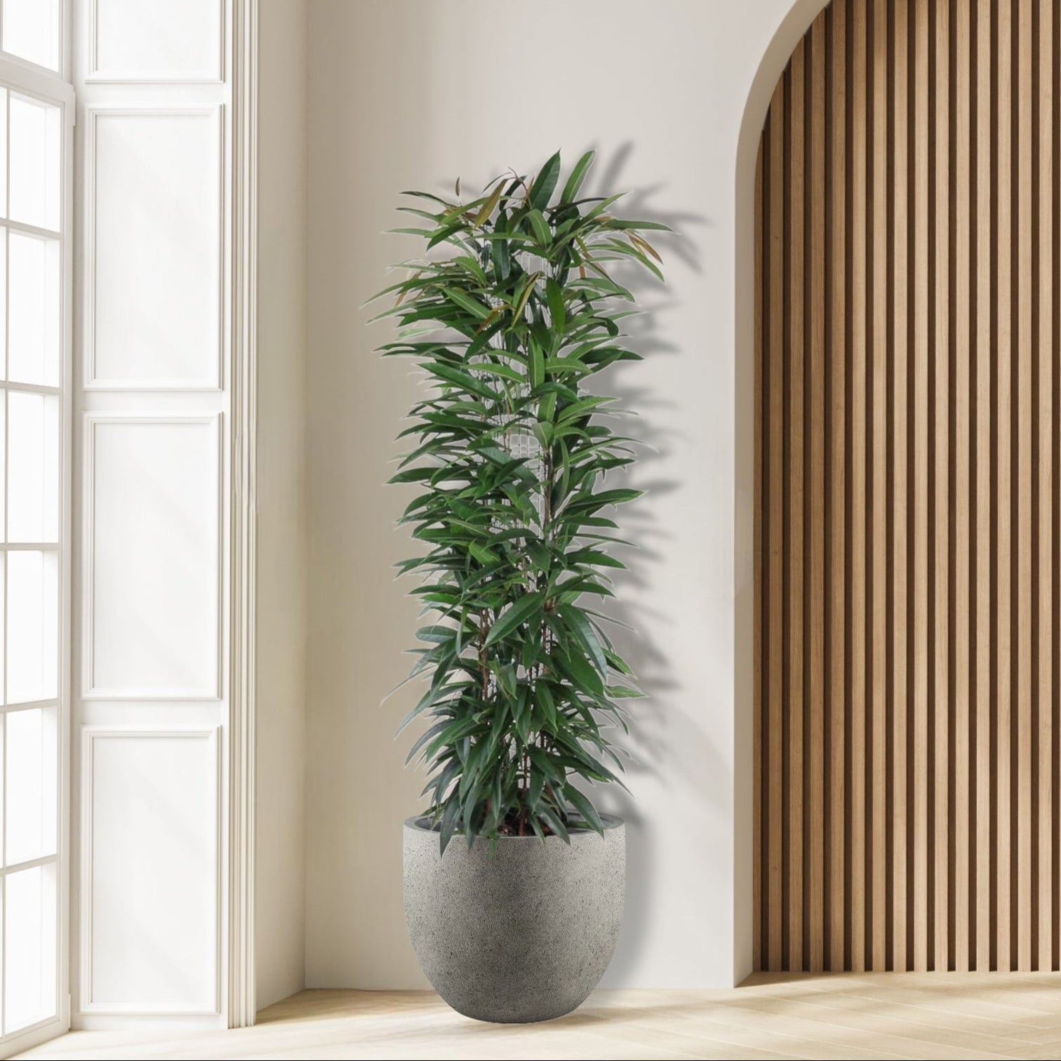 Ficus_Alii_King_Plant