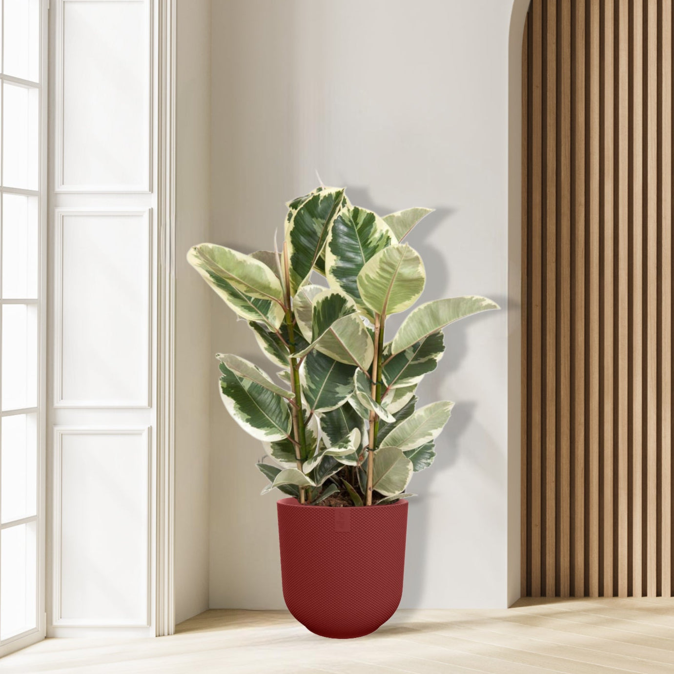 Ficus Elastica Tineke - Ø27cm - ↕100cm