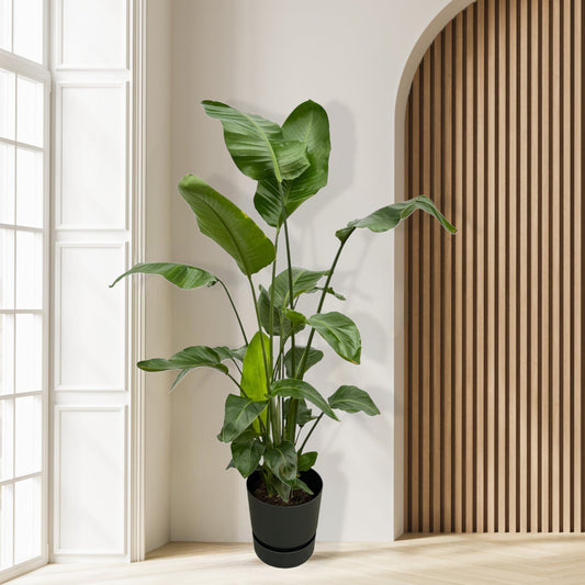 Combi deal - Strelitzia Nicolai inclusief Elho Greenville Pot - 160 cm