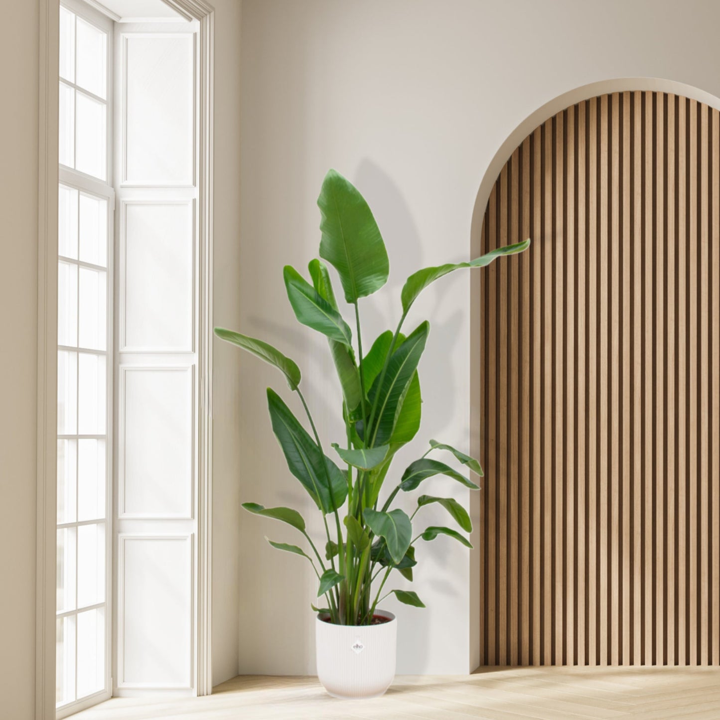 Strelitzia Nicolai inclusief Elho Vibes Pot 130 cm