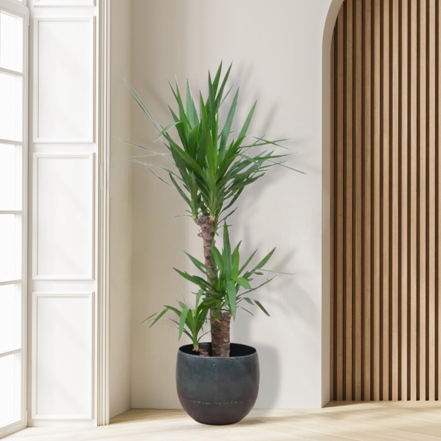 Yucca Elephantipe - 180 cm - ø34