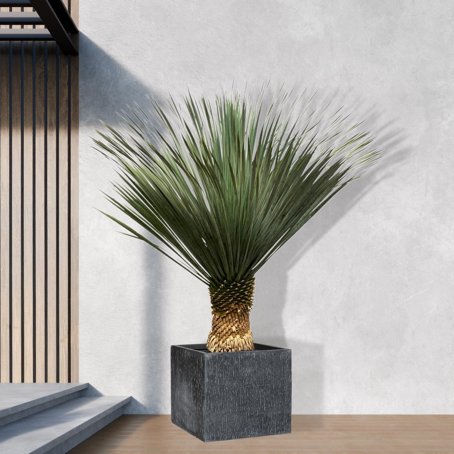 Yucca Rostrata - 100 tot 150cm
