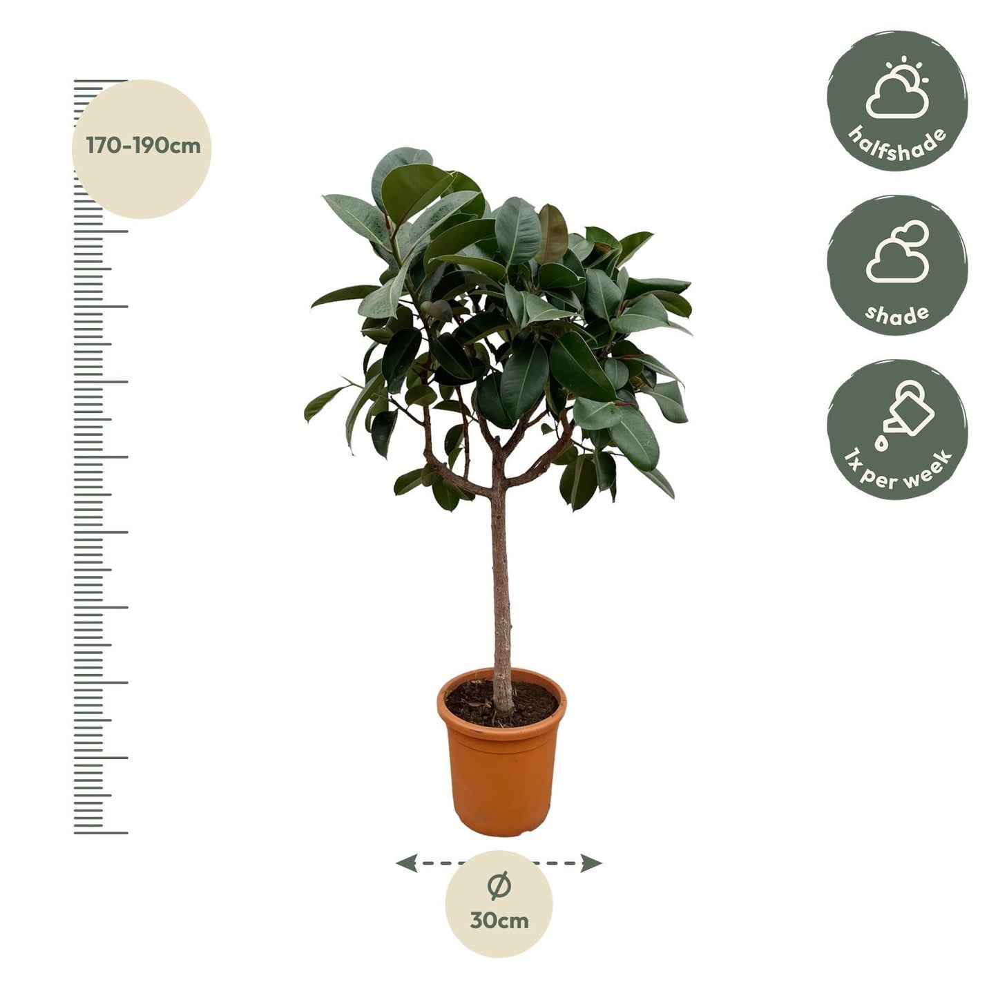 Ficus Elastica Robusta op stam - 190 cm - ø40