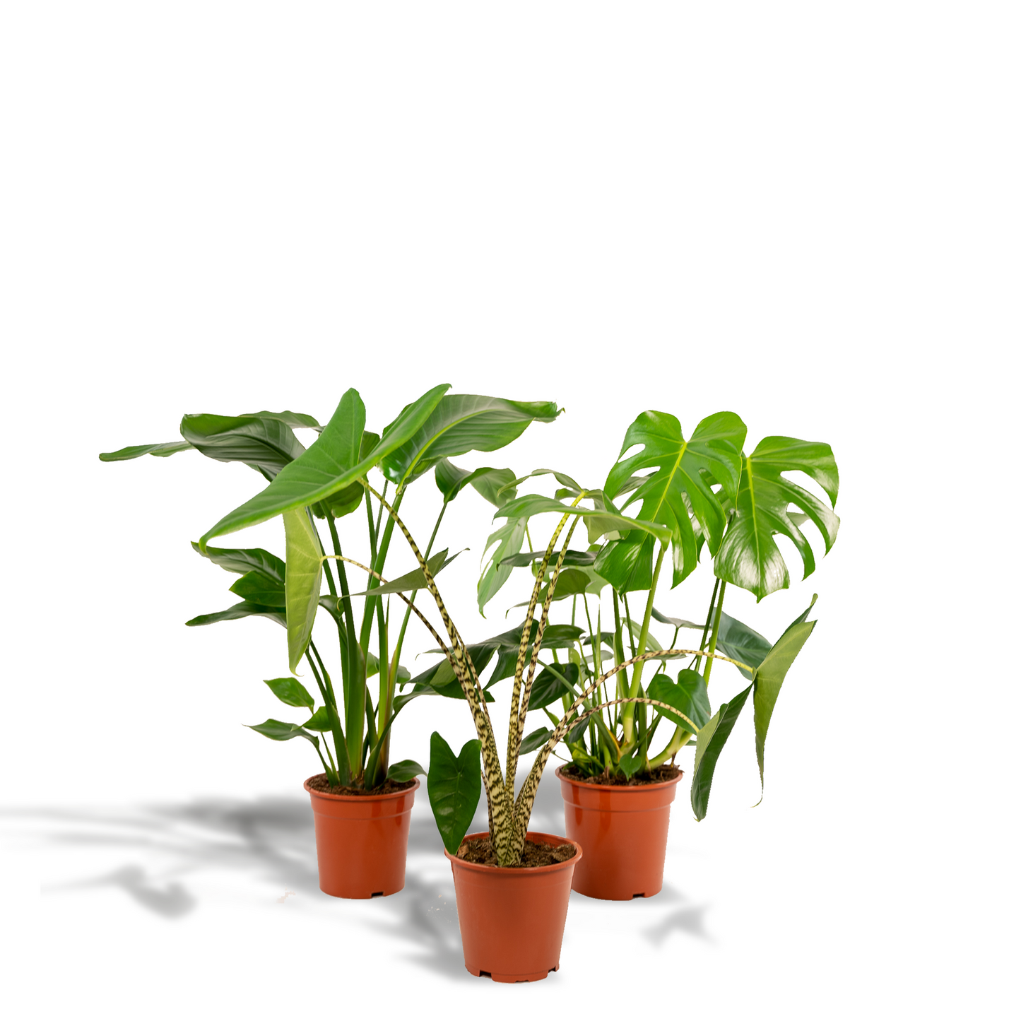Planten Bundel | Tropique Trio