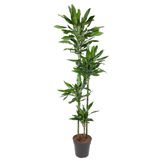 Dracaena Janet Craig - 150 tot 180 cm