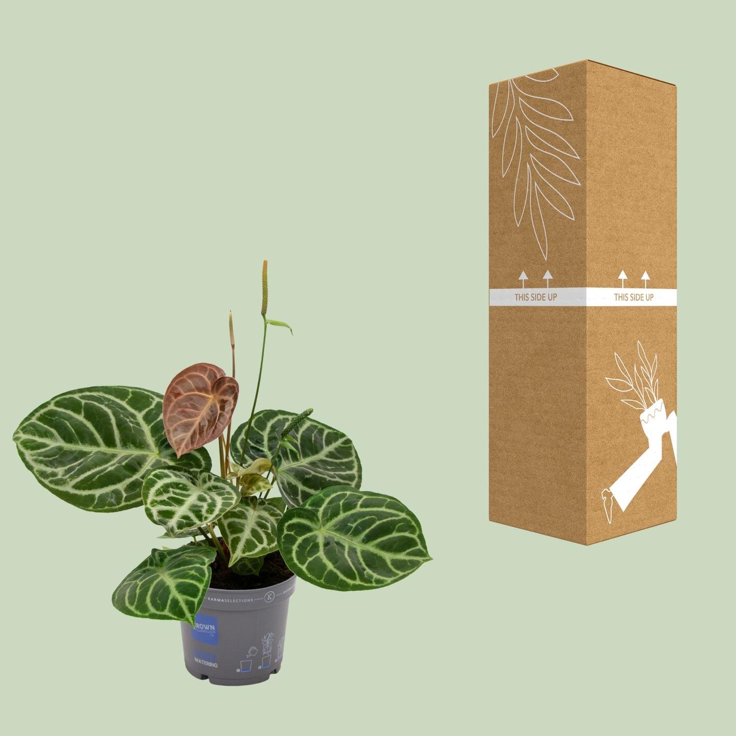 Anthurium Crystal Hybride - Ø17cm - ↕40cm