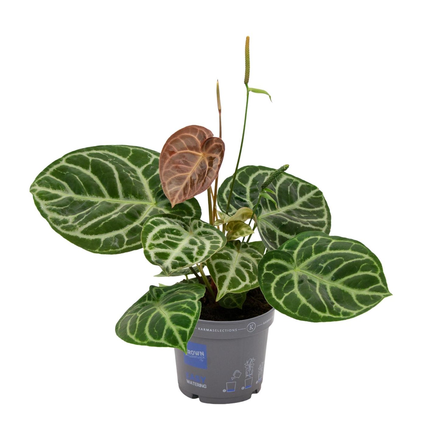 Anthurium Crystal Hybride - Ø17cm - ↕40cm