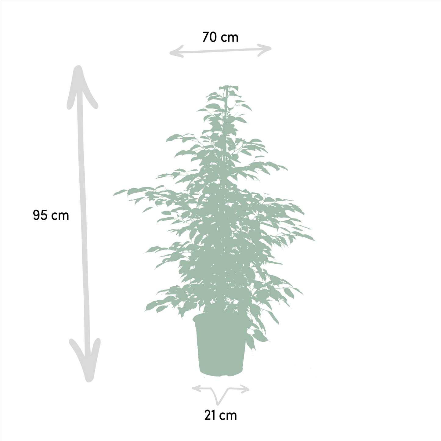 Planten Bundel | Ficus Fusion