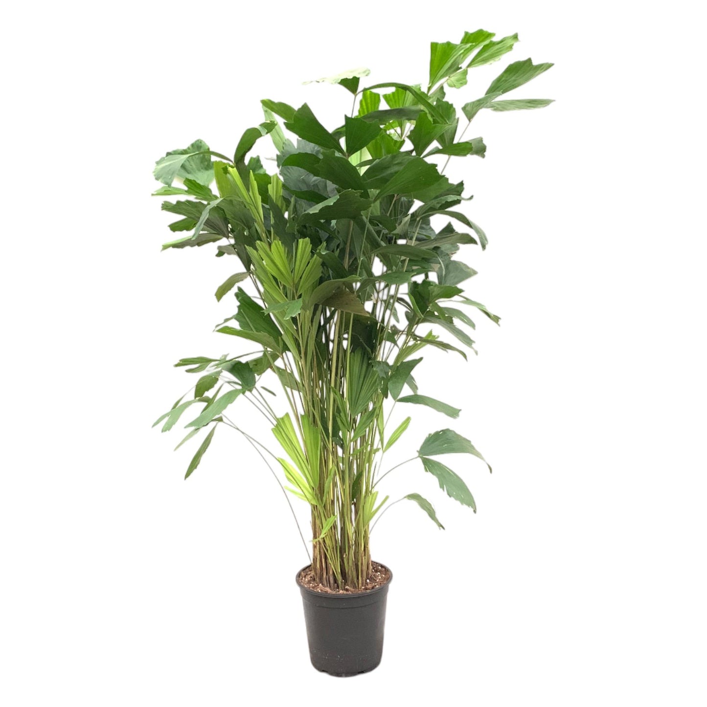 Caryota Mitis - 140 tot 250 cm