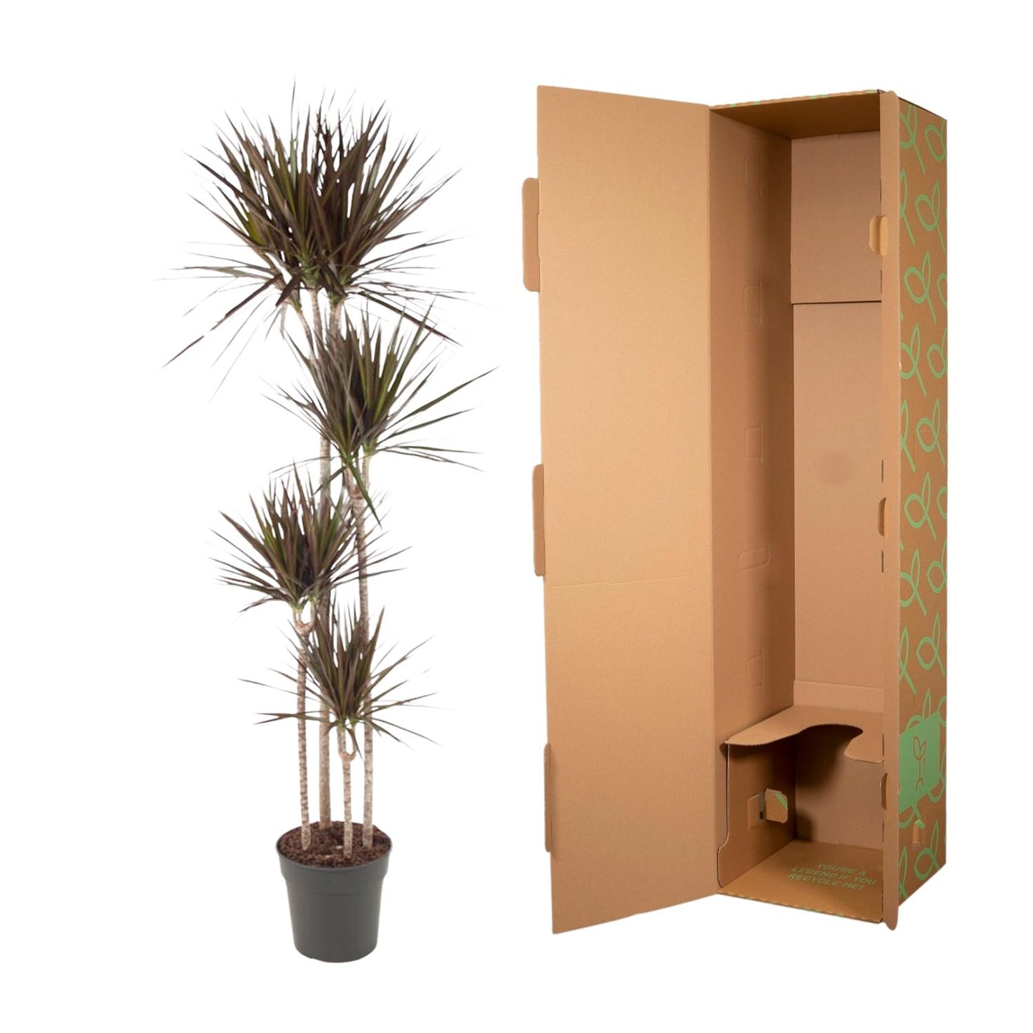 Dracaena Marginata  - 180 cm - ø27