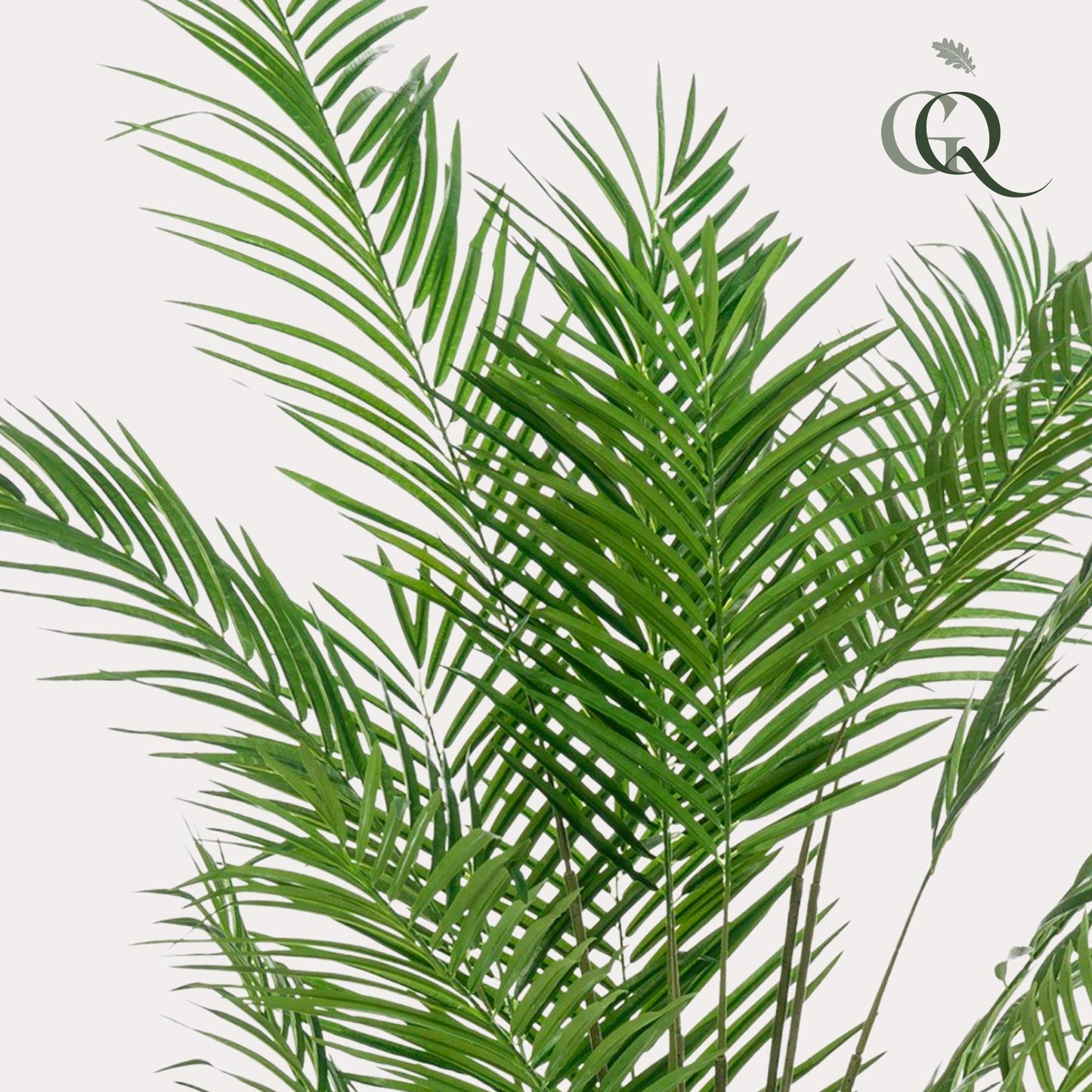 Kunstplant Areca Lutescens Goudpalm 180 - 240 cm