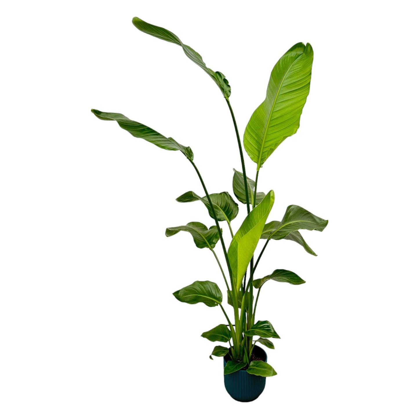 Strelitzia Nicolai inclusief Elho Vibes Pot 130 cm