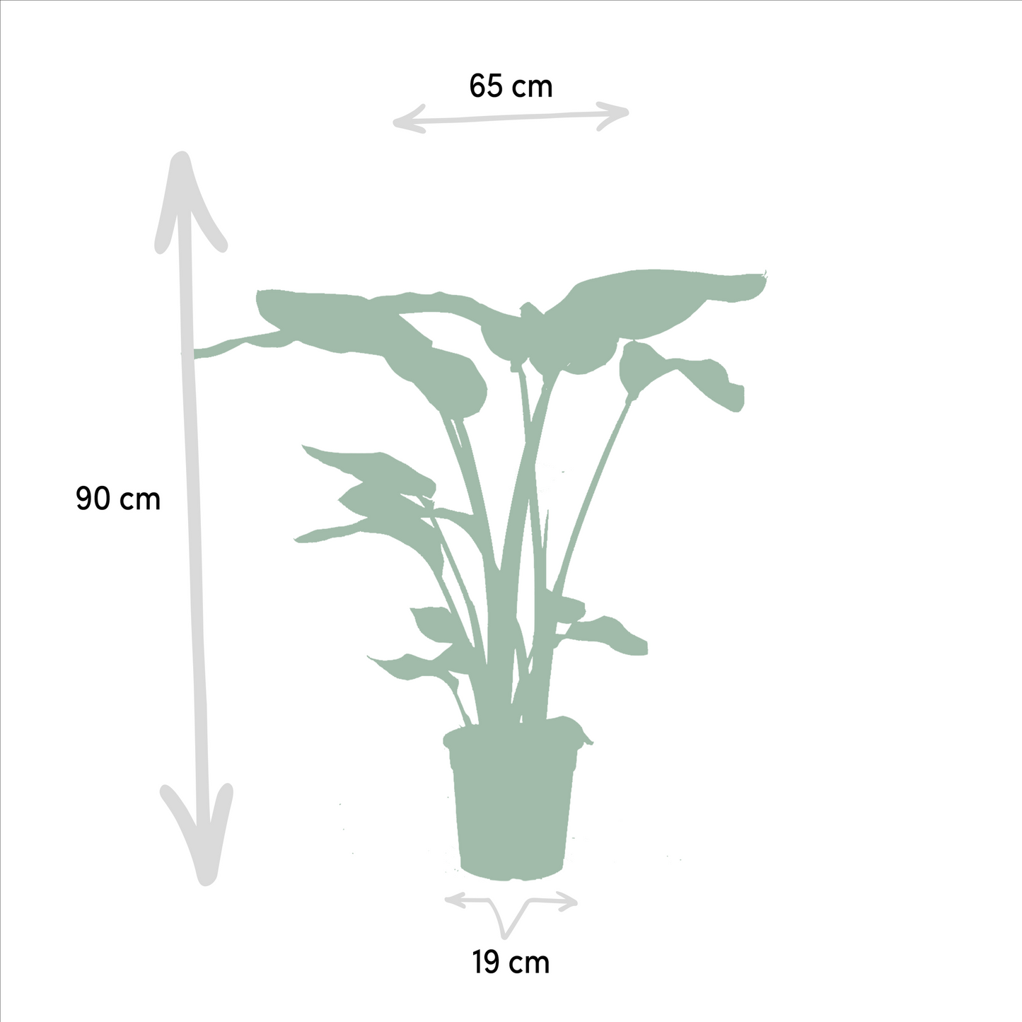 Planten Bundel | Tropique Trio