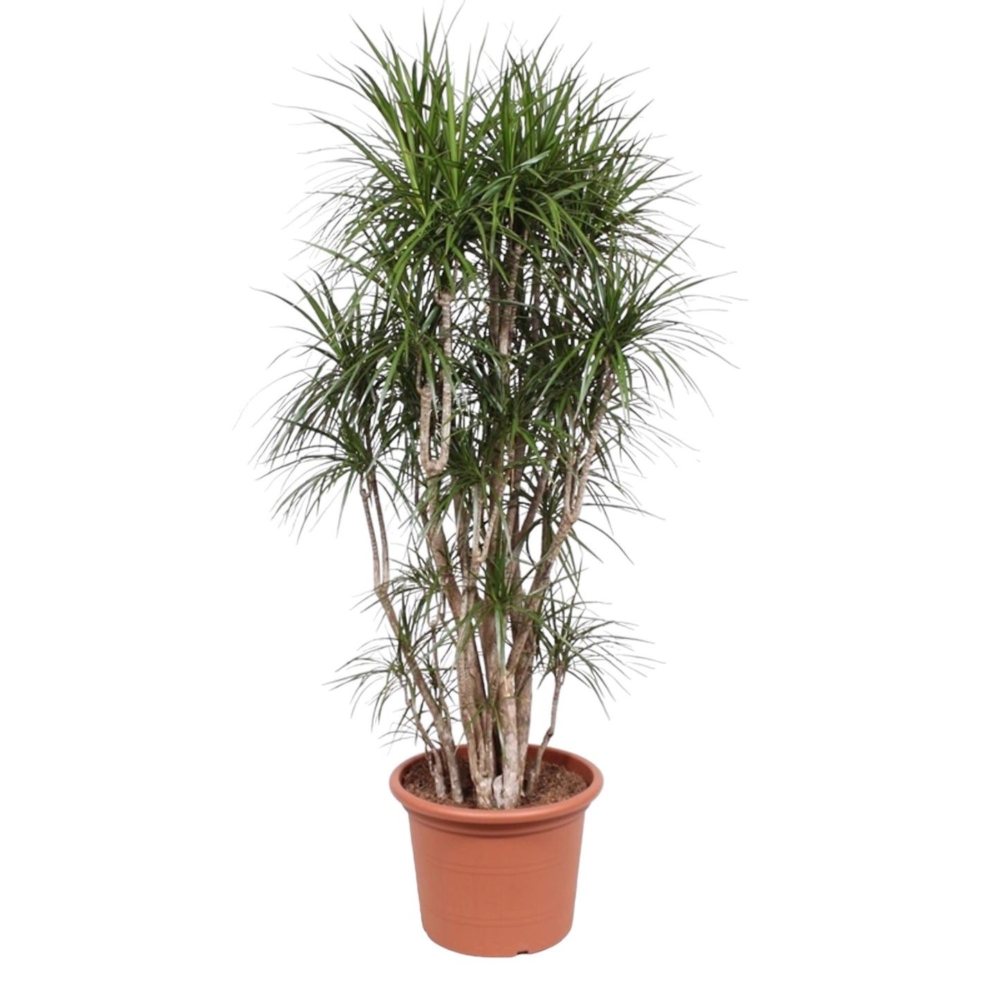 Dracaena Marginata vertakt - 220 cm - ø40