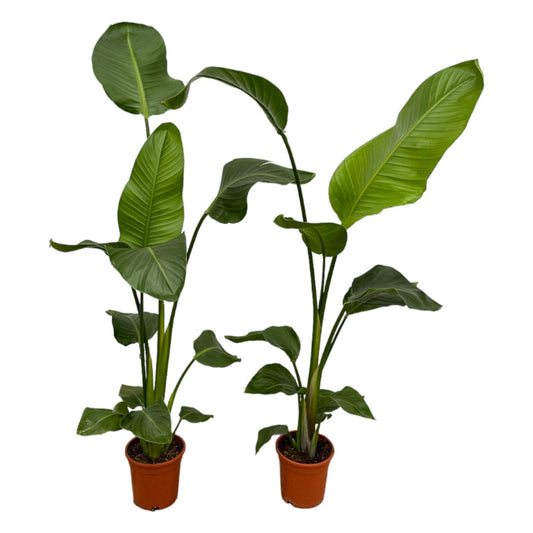 2x Strelitzia Nicolai - 100 tot 130 cm