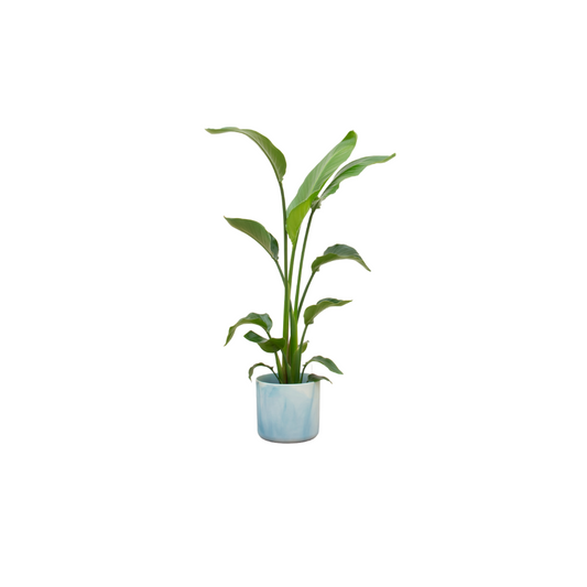 Combi deal - Strelitzia Nicolai inclusief Elho Ocean Round 120 cm