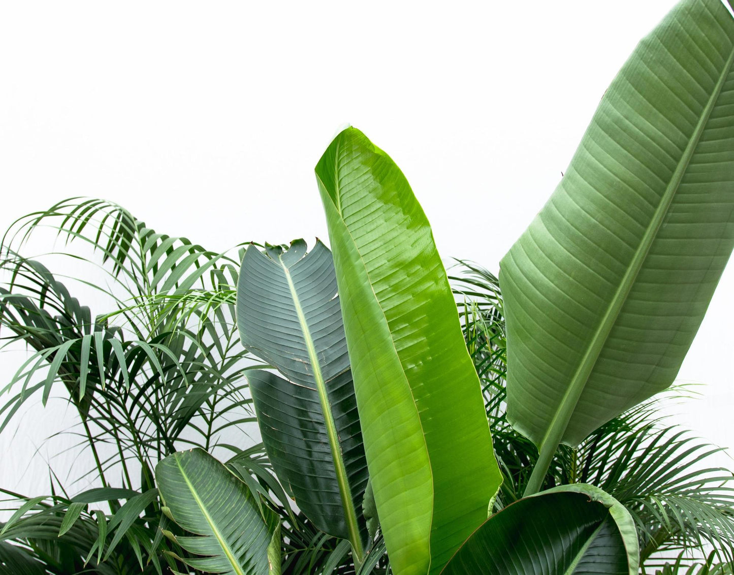 Voordeelpakket XXL - Urban Jungle