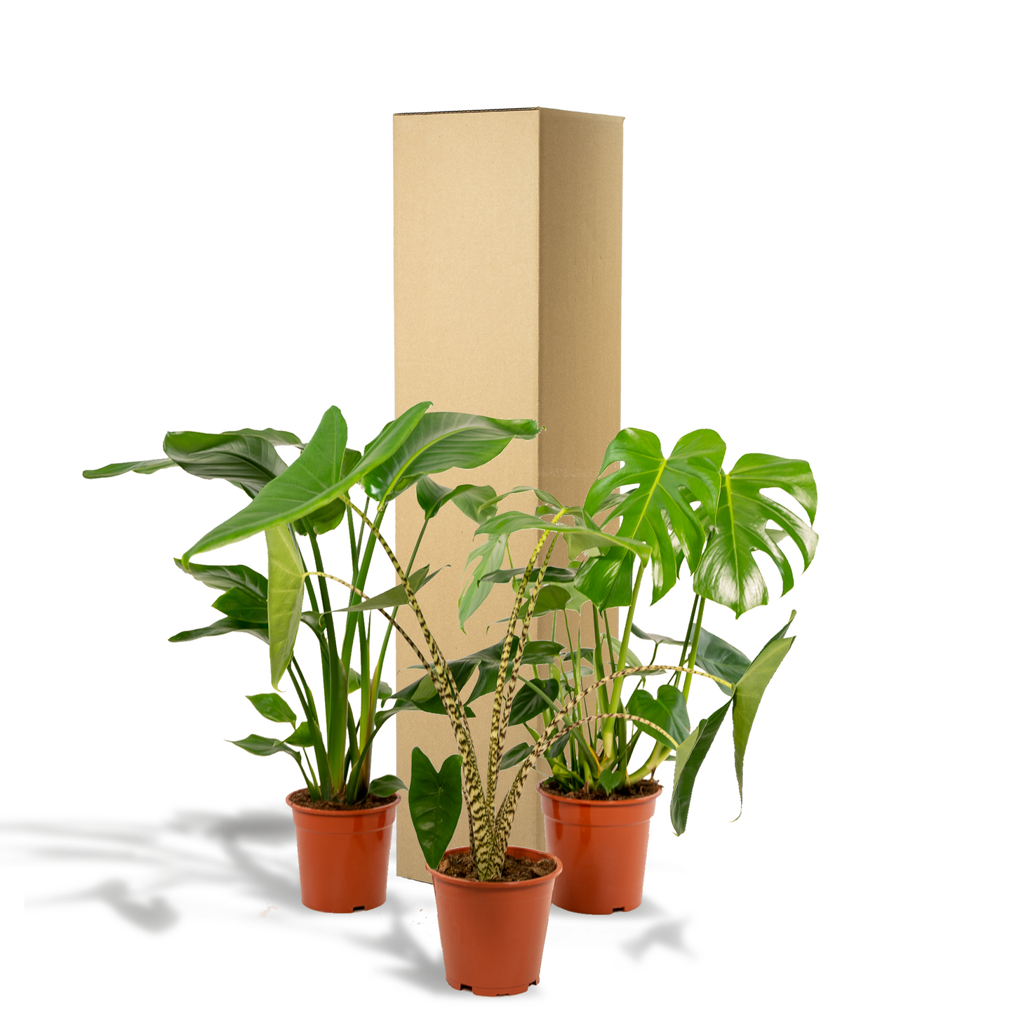 Planten Bundel | Tropique Trio