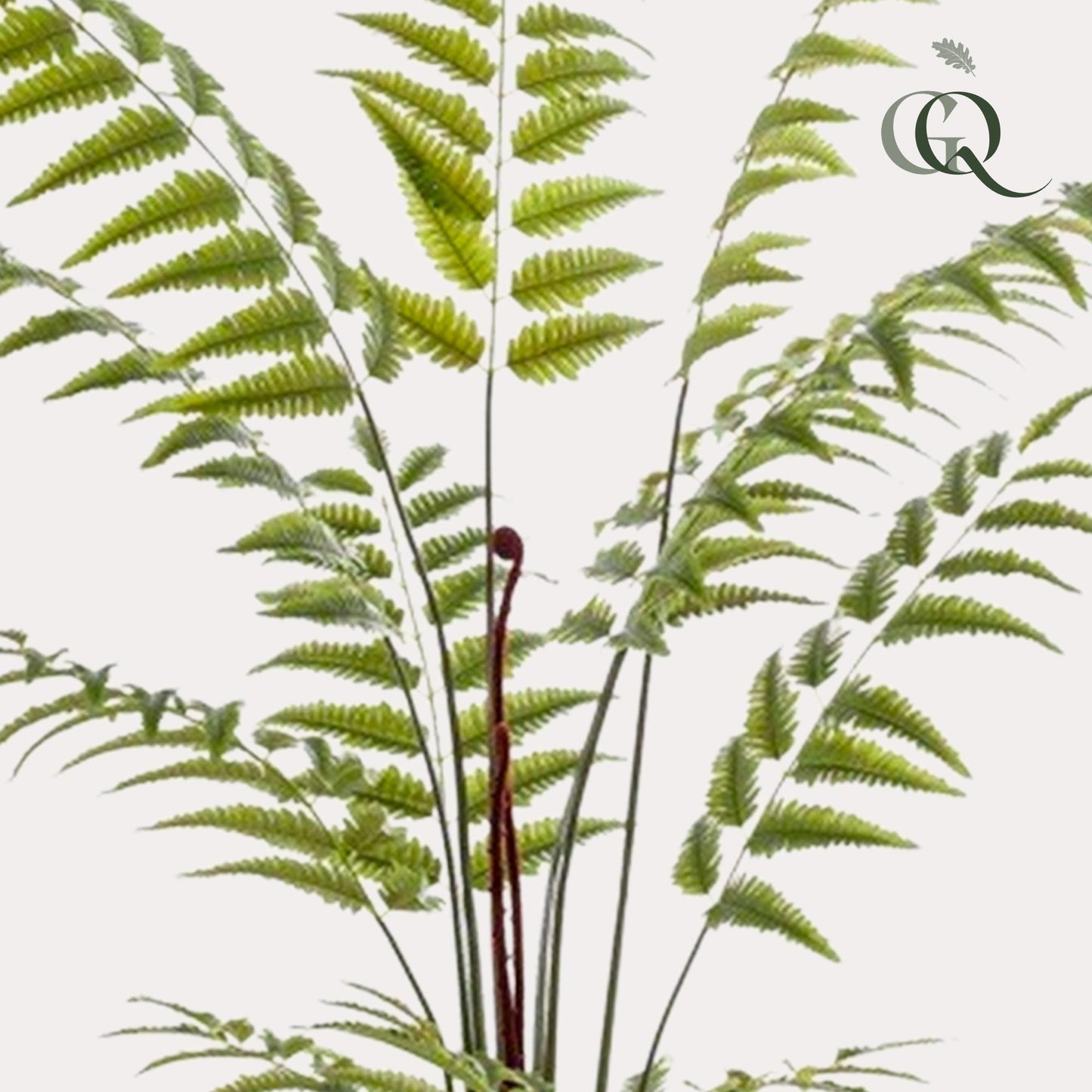 Kunstplant Rumohra Adiantiformis Ledervaren 180 cm