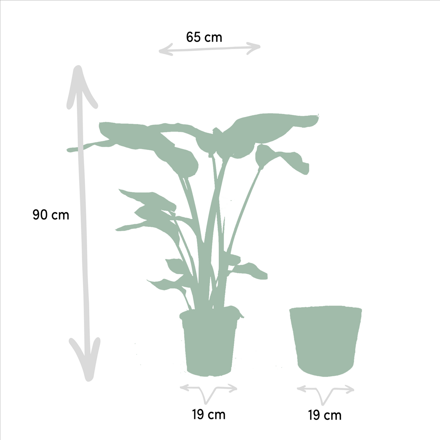 Planten Bundel | Jungle Harmony - inclusief Mand