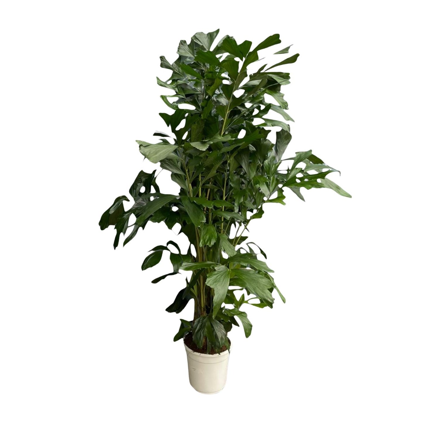 Caryota Mitis - 140 tot 250 cm