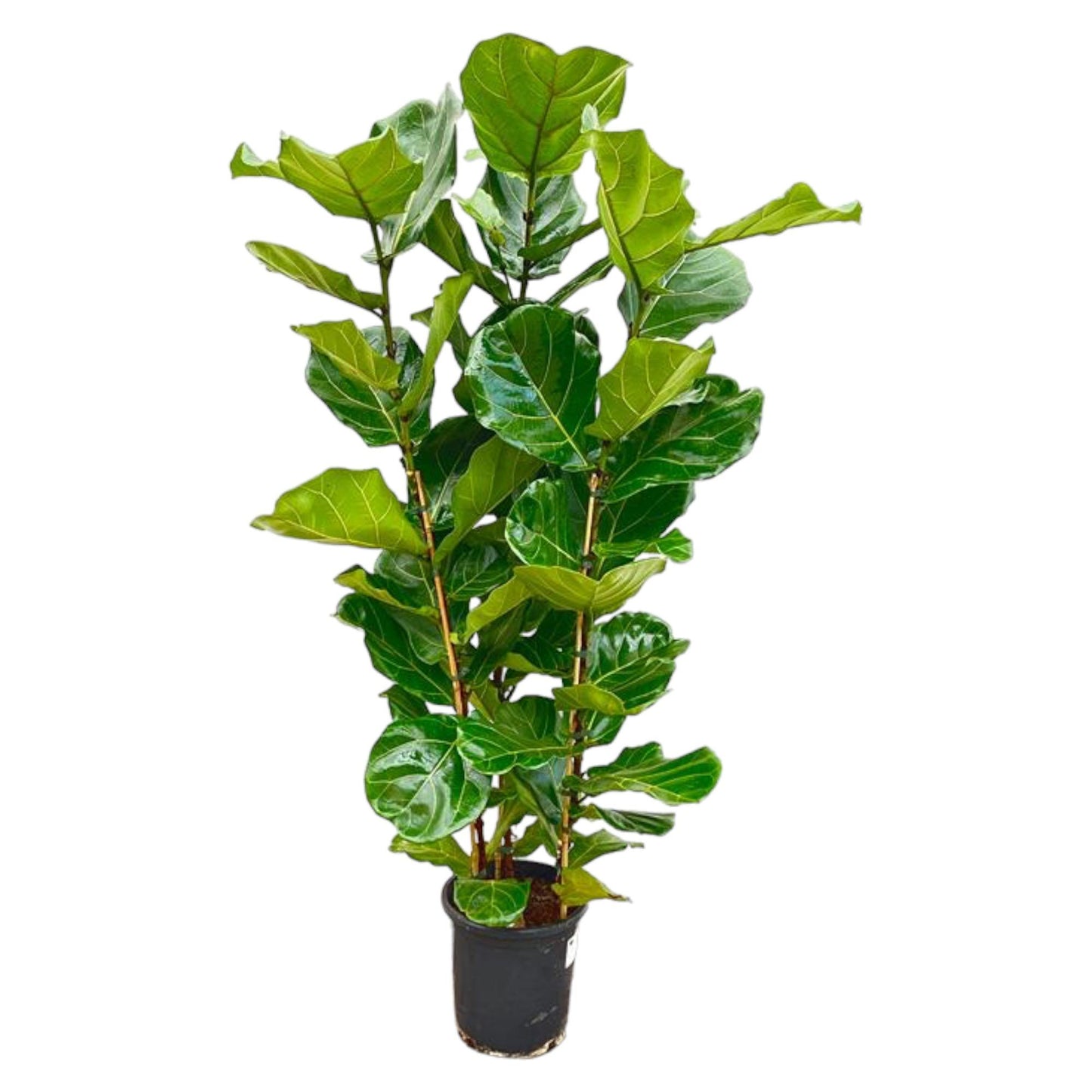Ficus Lyrata struik - 155 tot 180 cm