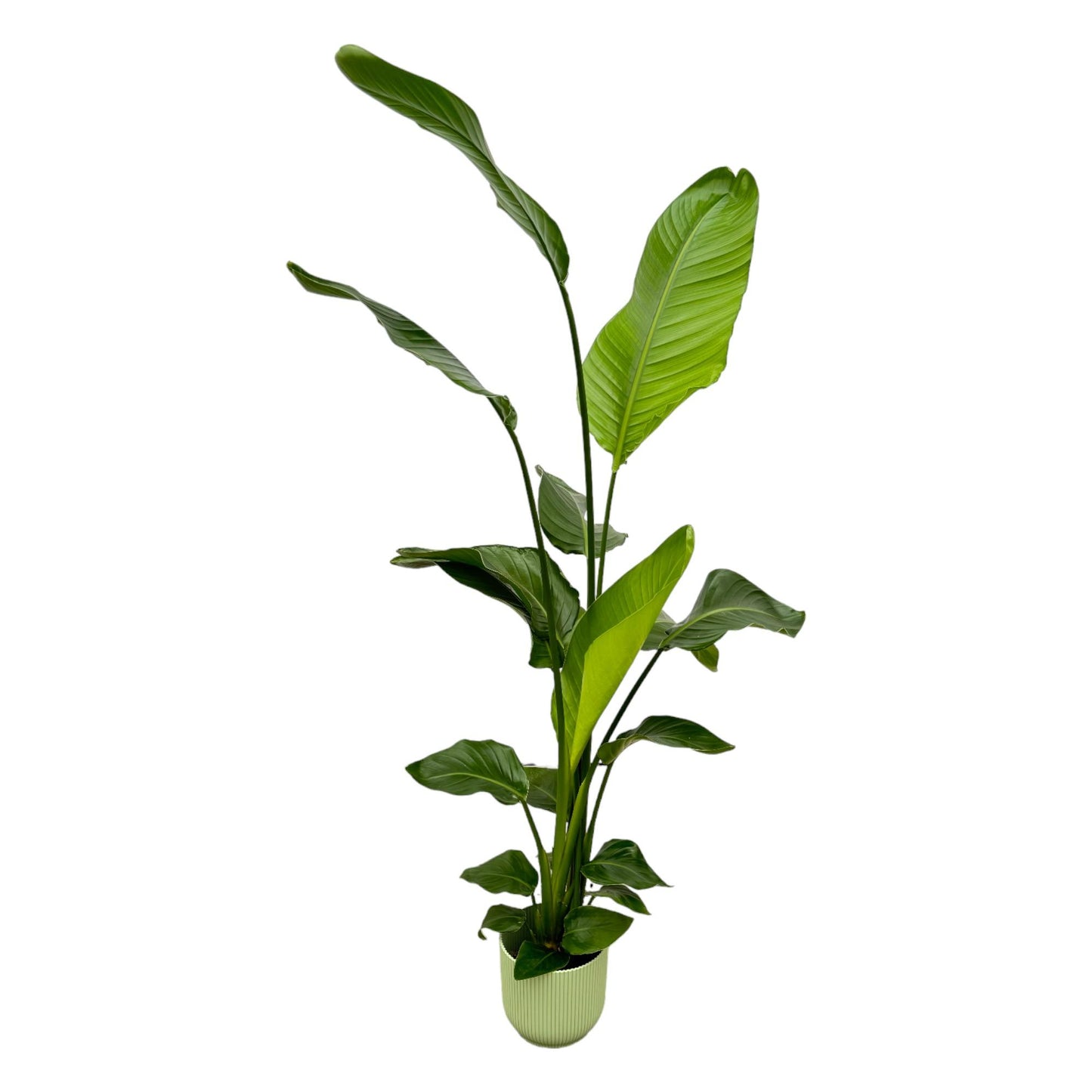 Strelitzia Nicolai inclusief Elho Vibes Pot 130 cm