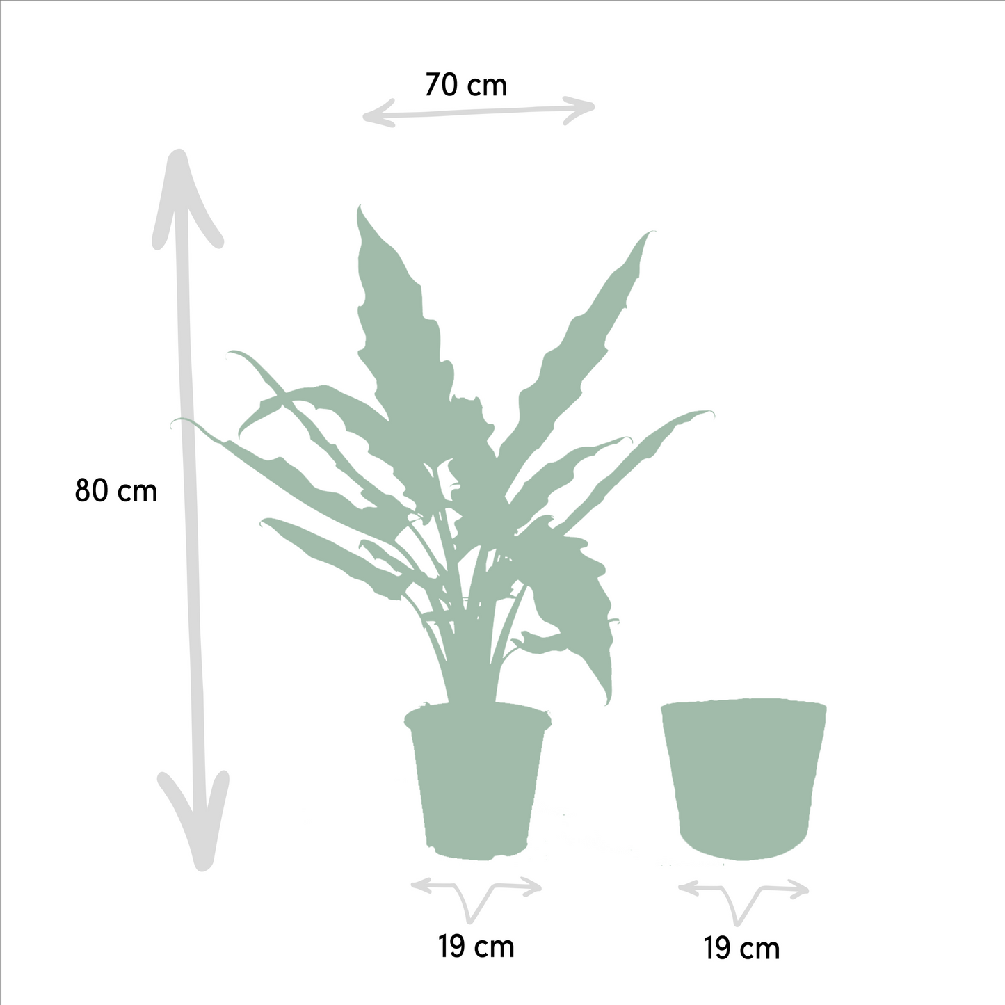 Planten Bundel | Exotic Escape - inclusief mand