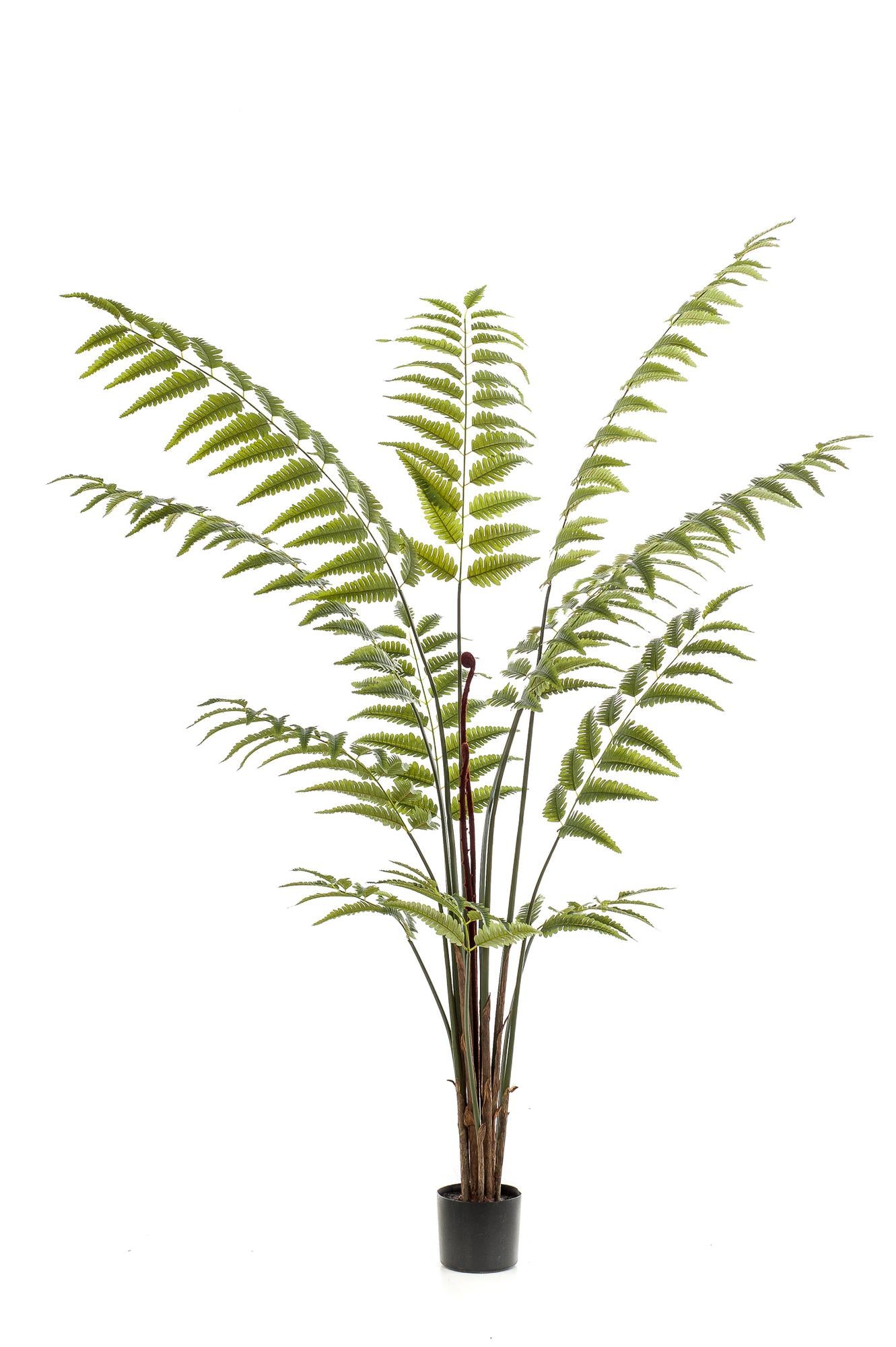 Kunstplant Rumohra Adiantiformis Ledervaren 180 cm
