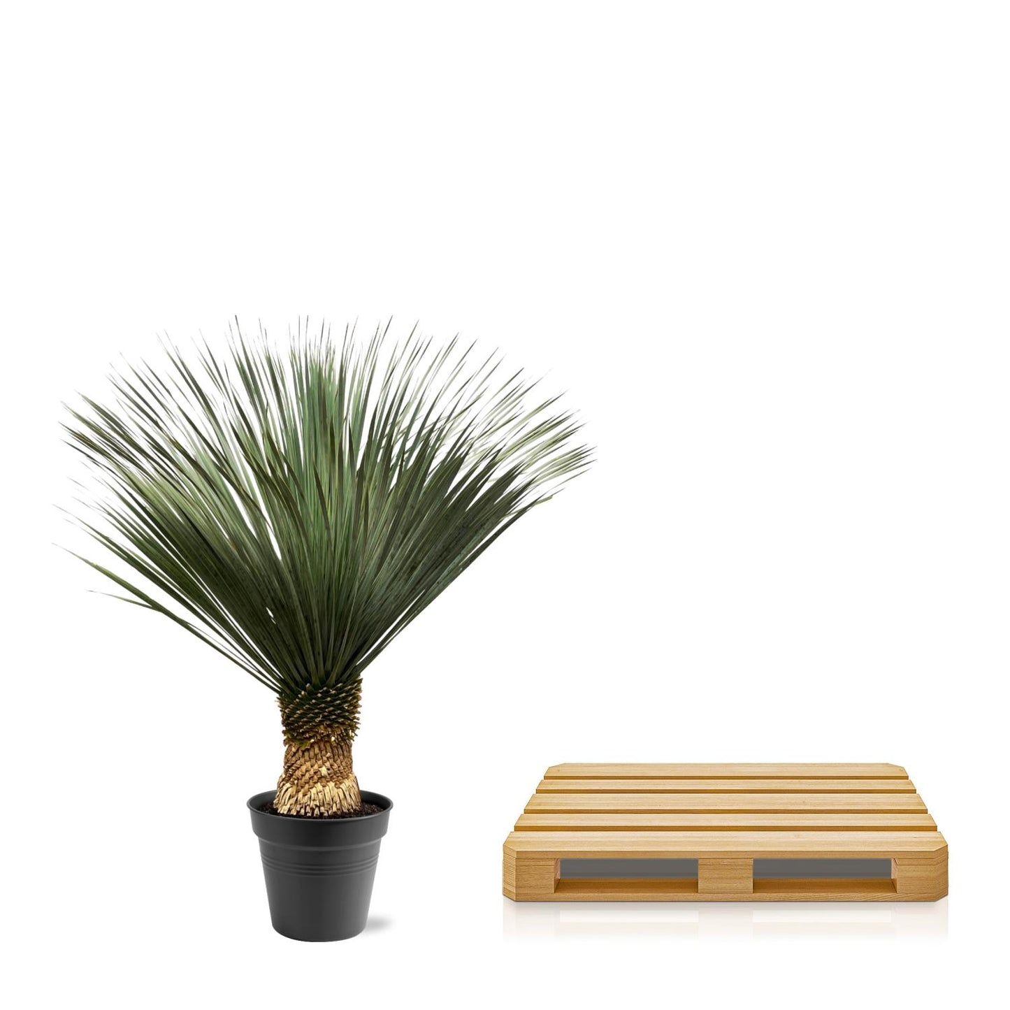 Yucca Rostrata - 100 tot 150cm