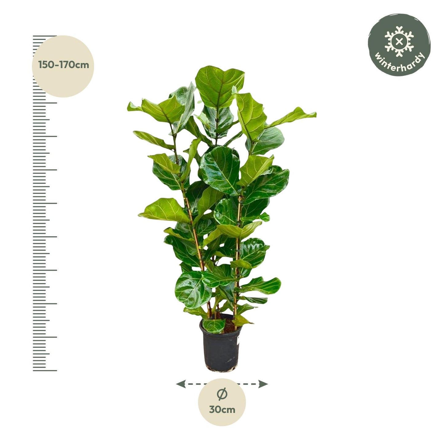 Ficus Lyrata struik - 155 tot 180 cm