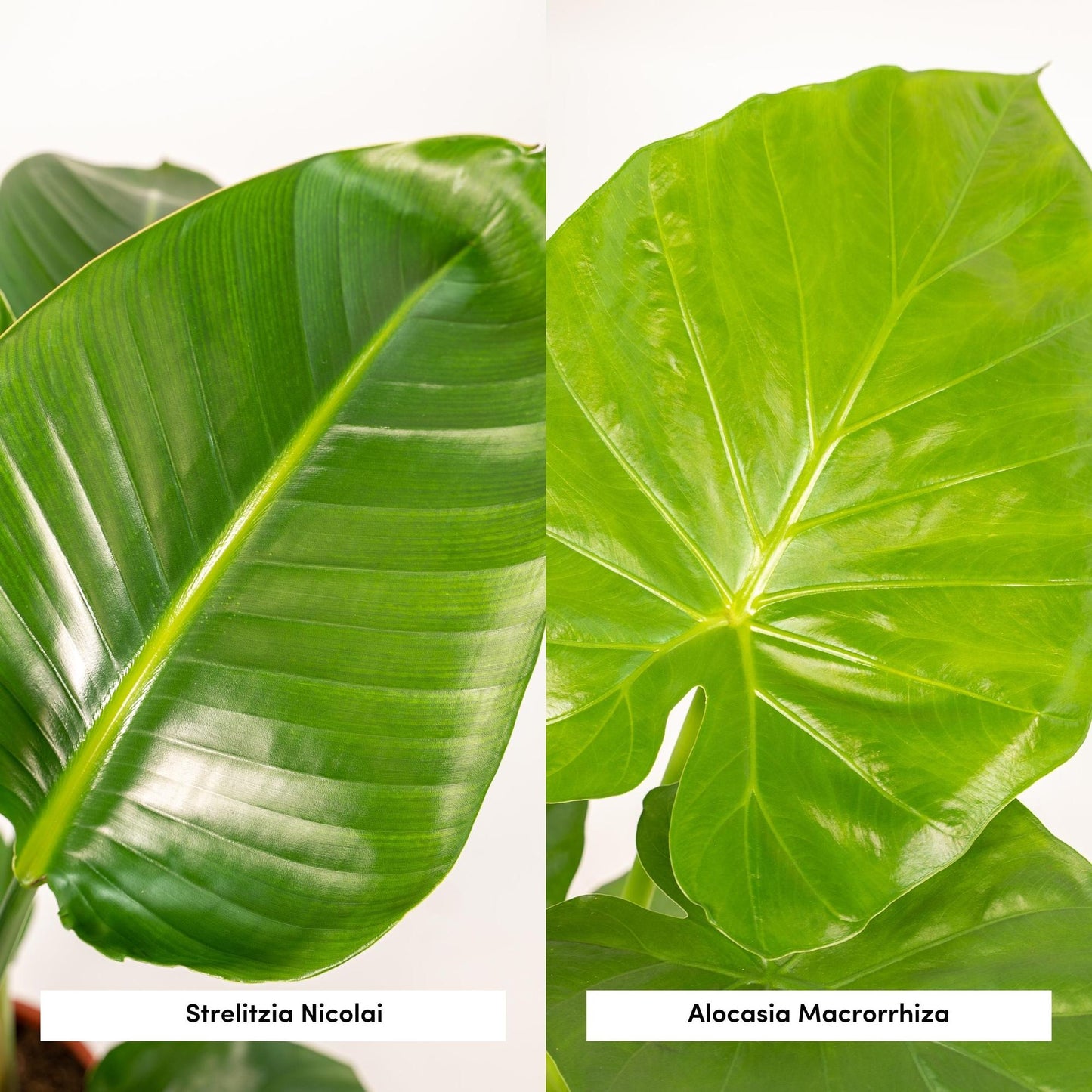 Planten Bundel | Jungle Harmony - inclusief Mand