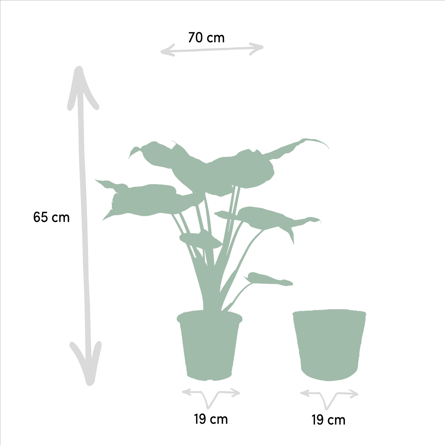 Planten Bundel | Alocasia Harmony - inclusief Mand