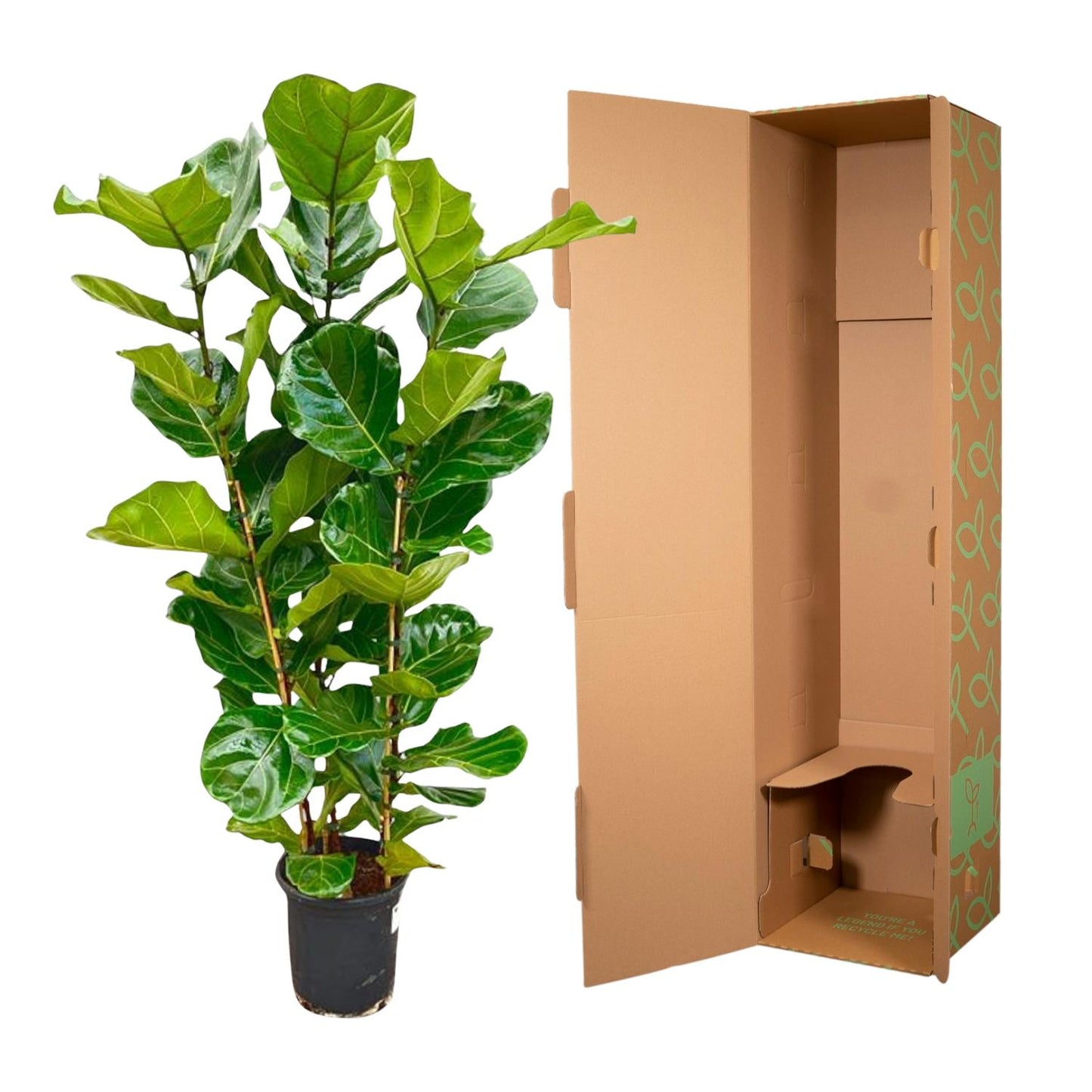 Ficus Lyrata struik - 155 tot 180 cm