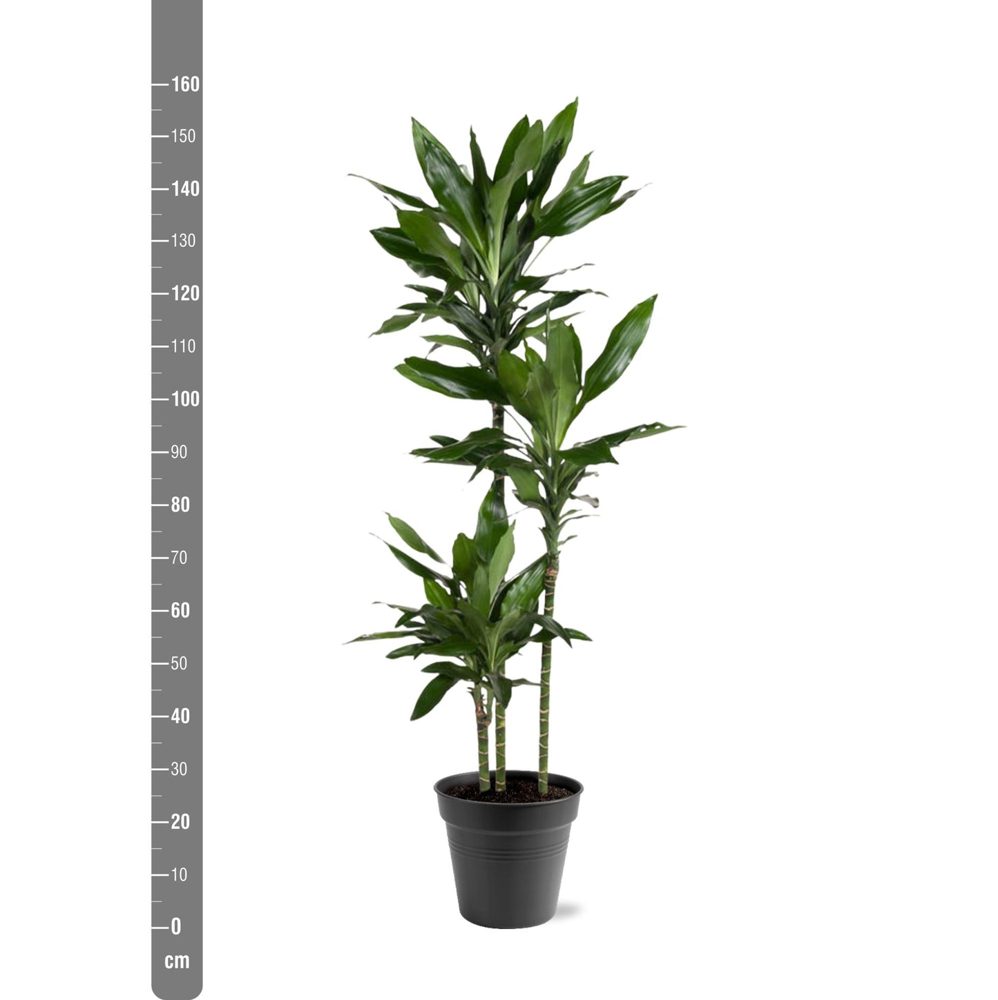 Dracaena Janet Craig - 150 tot 180 cm