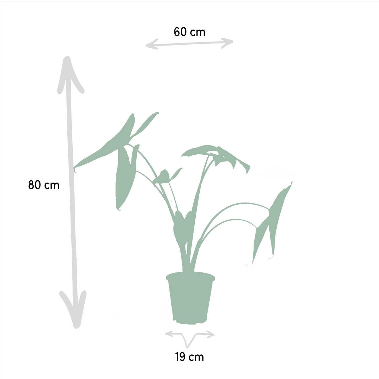 Planten Bundel | Tropique Trio