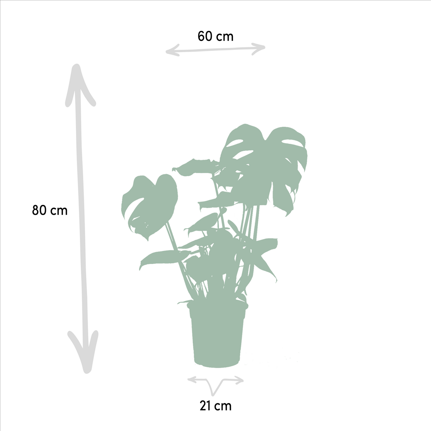 Planten Bundel | Tropique Trio