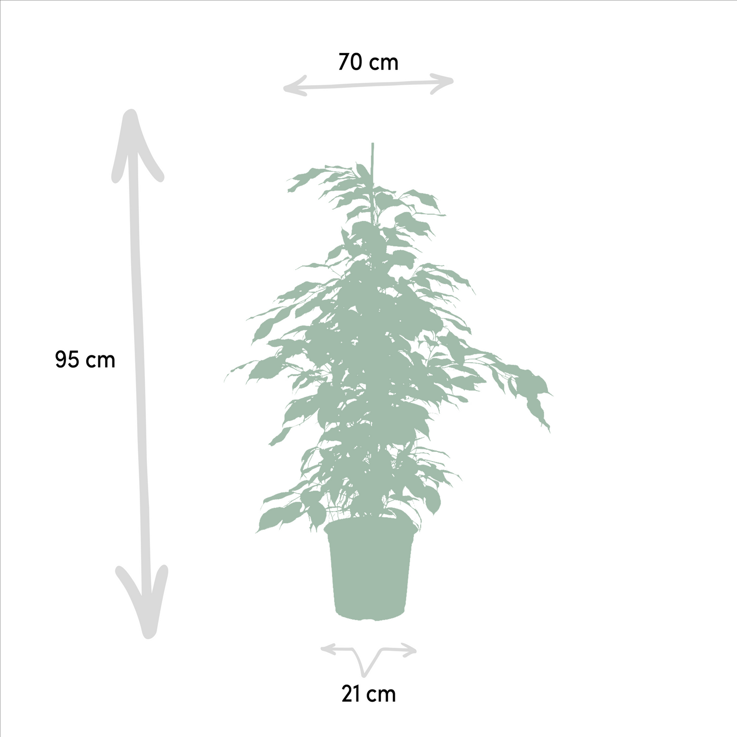 Planten Bundel | Ficus Fusion