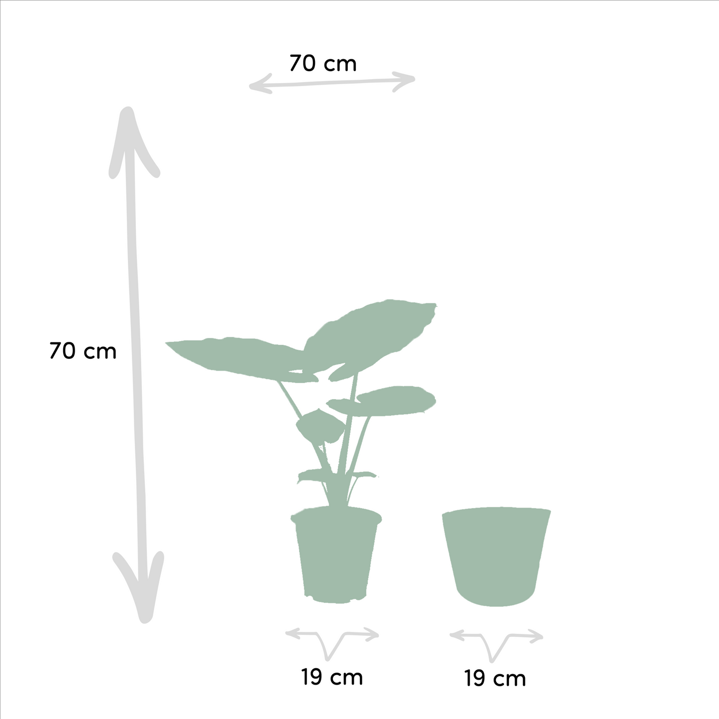 Planten Bundel | Jungle Harmony - inclusief Mand