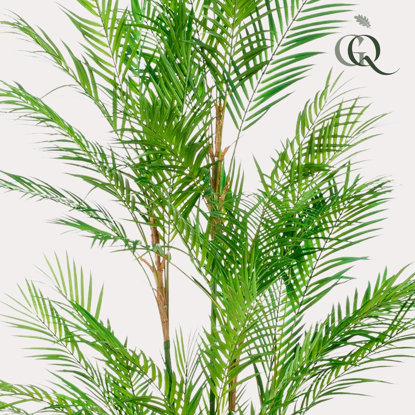Kunstplant Chamaedorea Elegans Bergpalm 180 cm