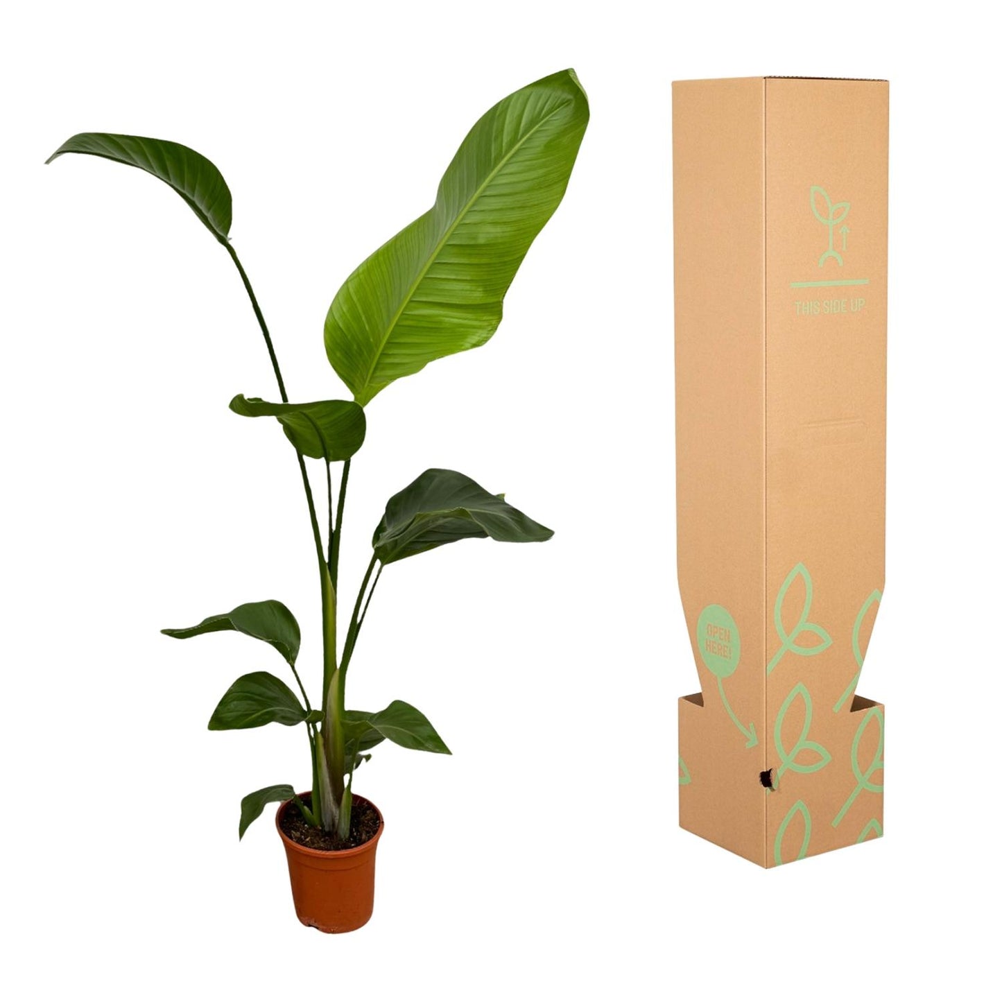 2x Strelitzia Nicolai - 100 tot 130 cm