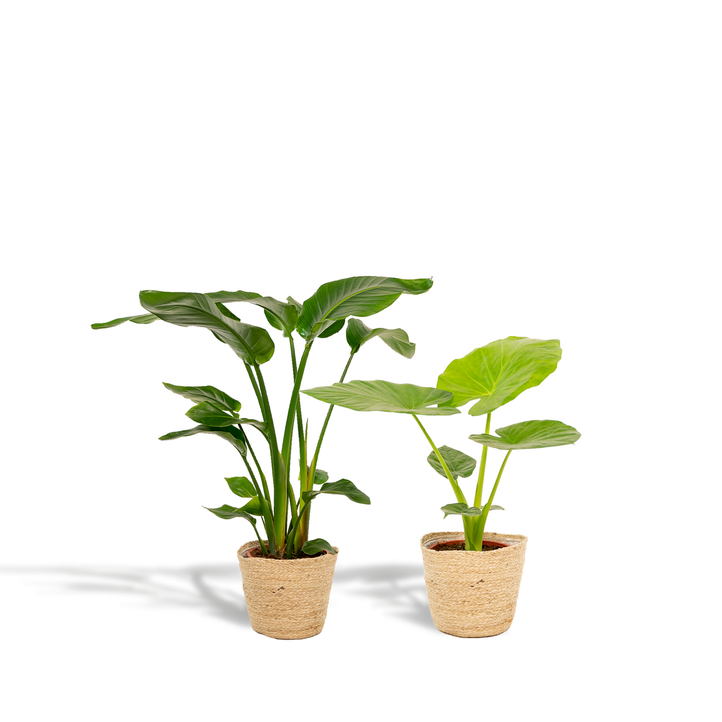 Planten Bundel | Jungle Harmony - inclusief Mand