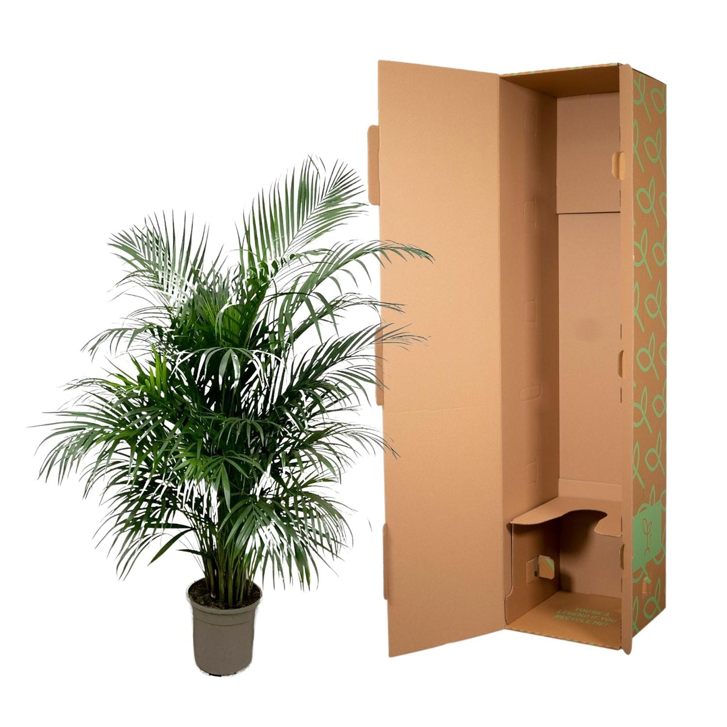 Areca palm - 150 tot 240 cm