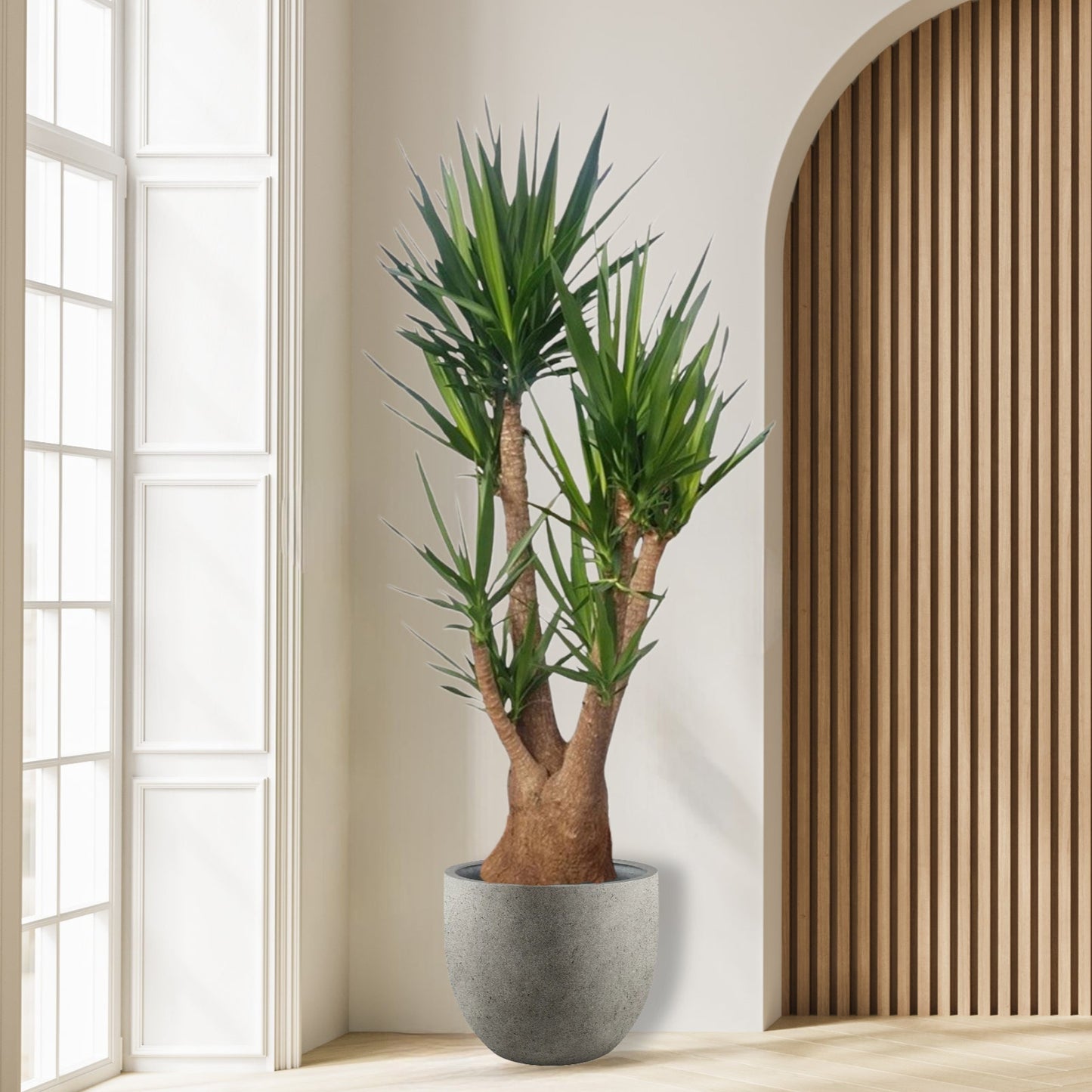 Yucca Elephantipes vertakt - 190 cm - ø55