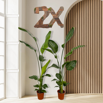 2x Strelitzia Nicolai - 100 tot 130 cm