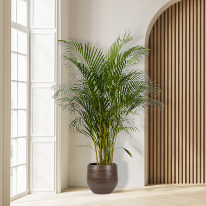 Areca palm - 150 tot 240 cm