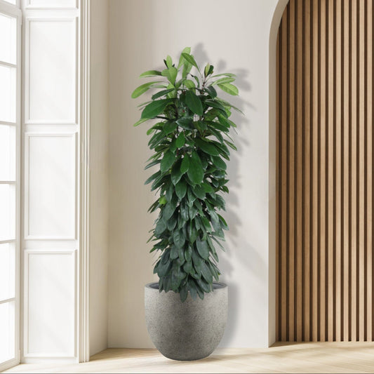 Ficus_Cyatistipula_Zuil_Plant