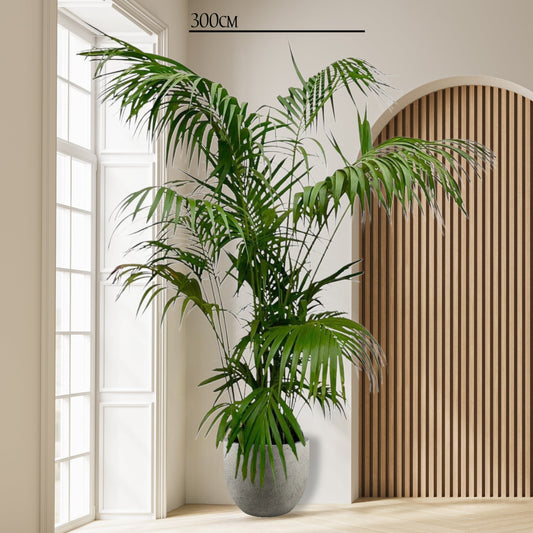 Kentia palm - 260cm tot 160cm