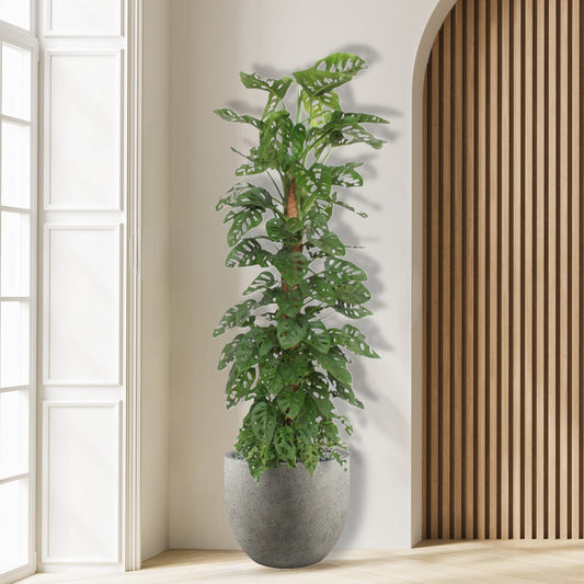 Monstera Monkey Leaf mosstok - 170 cm - ø27
